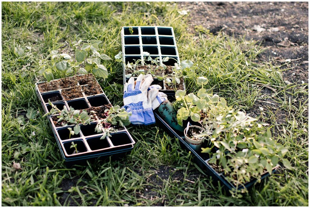 Behounek Garden 2019 | Iowa Photographer | CB Studio