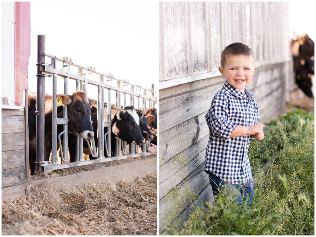 Toddler farm boy feeding cows | Iowa Children Photographer | CB Studio