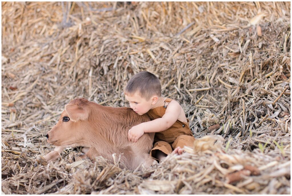 Toddler farm boy with calf sitting in bales | Iowa Children Photographer | CB Studio