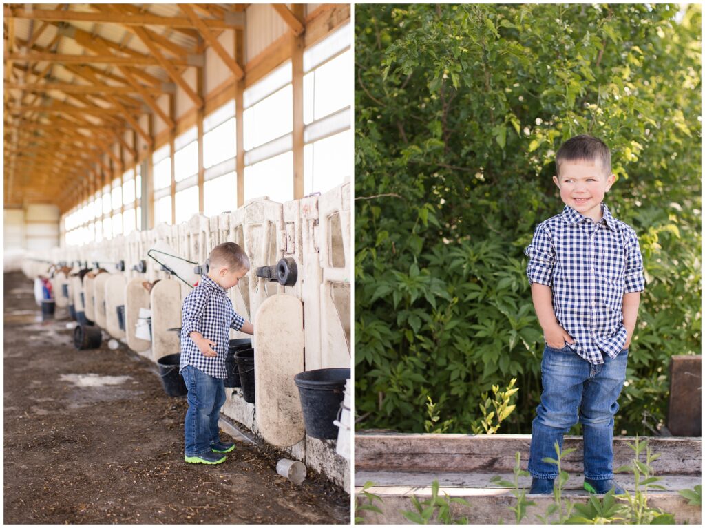 Toddler farm boy feeding cows | Iowa Children Photographer | CB Studio