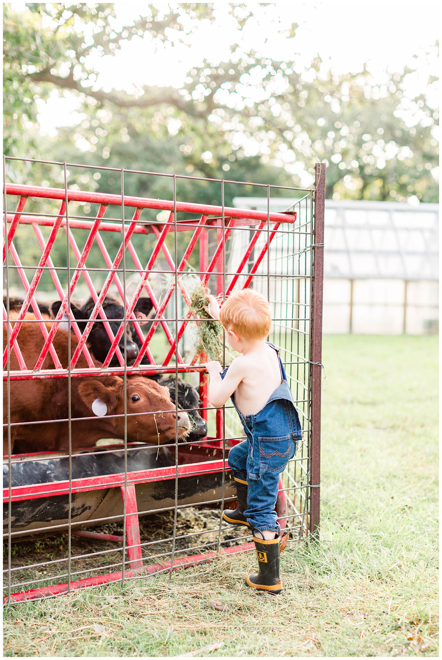 Little farm boy wearing overall bibs and boots feeding calves some hay | CB Studio