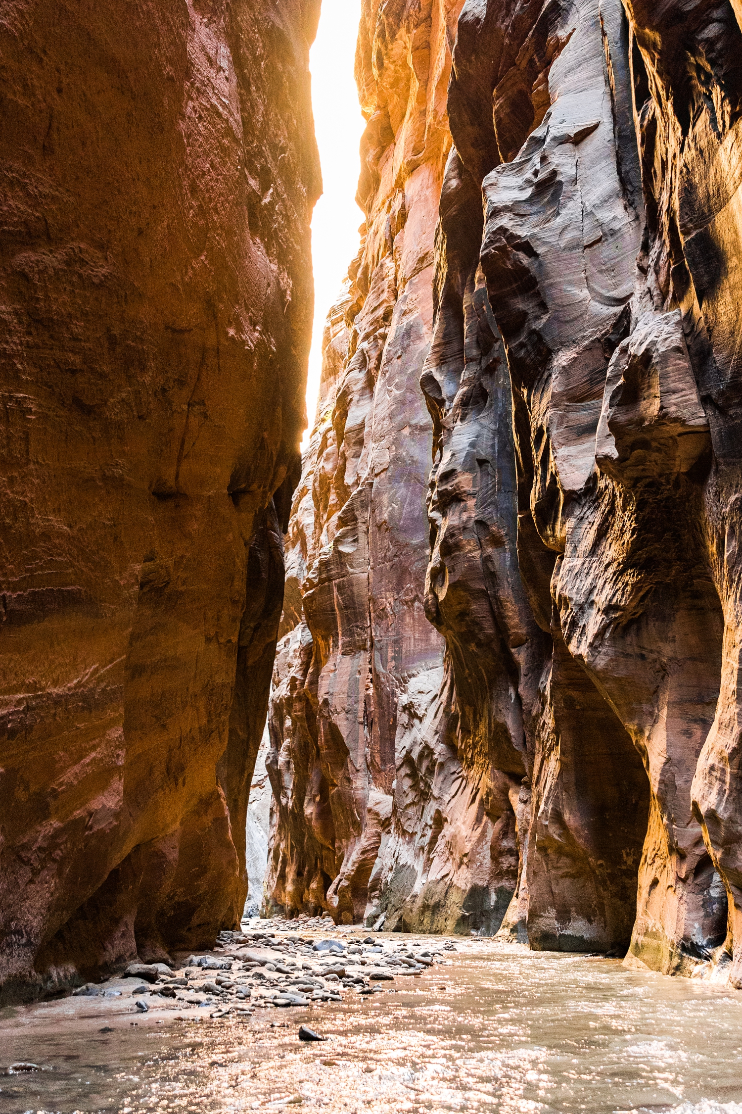 Sunrise light shines through the canyon in the Wall Street section of the Narrows hike at Zion National Park | CB Studio